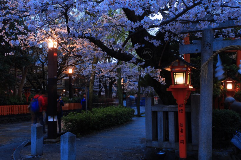 点击大图看下一张：夜晚的樱花图片