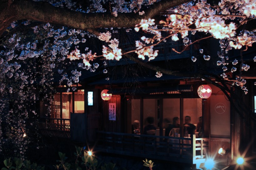 点击大图看下一张：夜晚的樱花图片