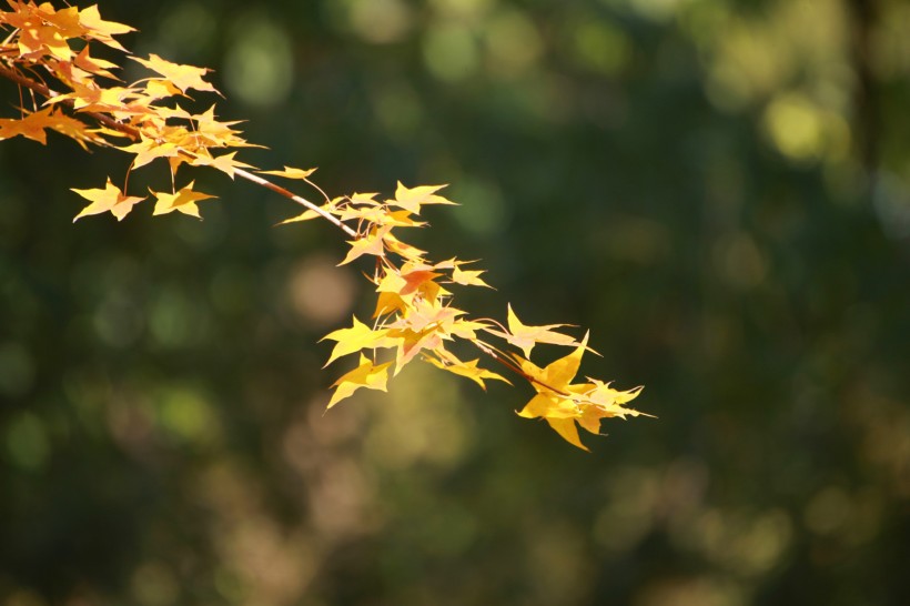点击大图看下一张：秋季凋零的叶子图片