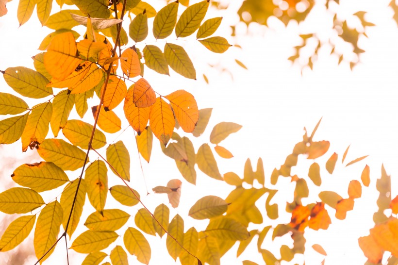 点击大图看下一张：秋天金黄的叶子图片
