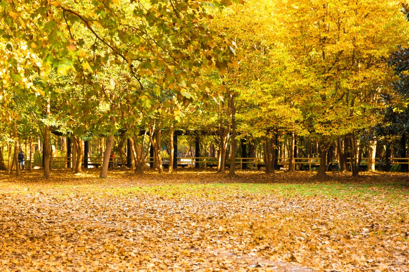 点击大图看下一张：秋天金黄的叶子图片
