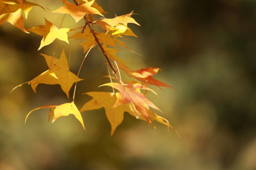 点击大图看下一张：秋季凋零的叶子图片