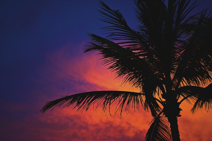 点击大图看下一张：低海拔生长的椰子树图片