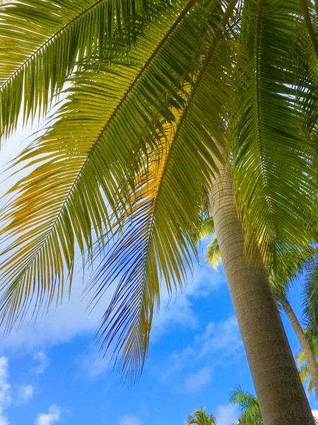 点击大图看下一张：黄椰 / 椰子树图片