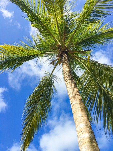 点击大图看下一张：黄椰 / 椰子树图片