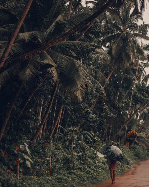 点击大图看下一张：低海拔生长的椰子树图片