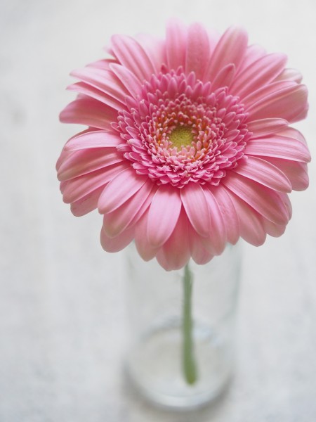 点击大图看下一张：一朵美丽的雏菊图片
