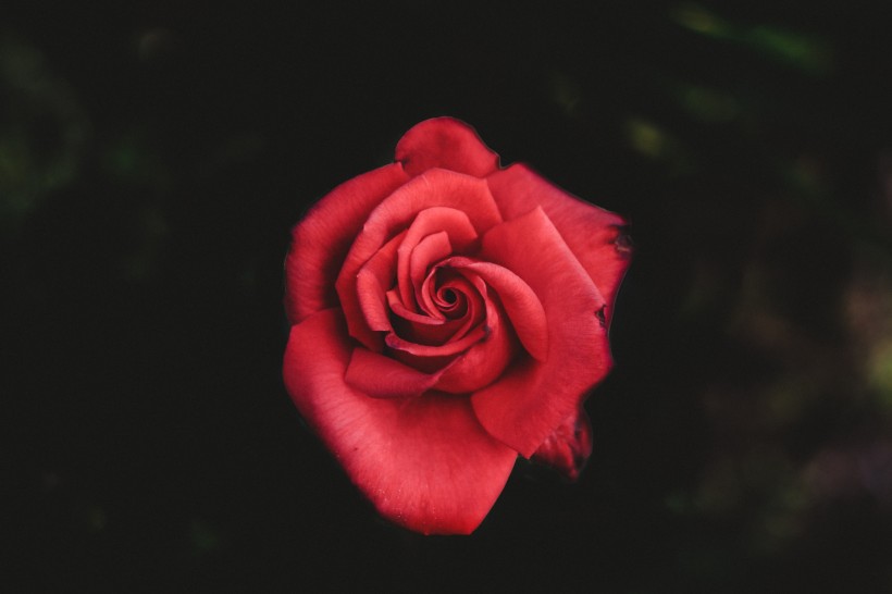 点击大图看下一张：一朵娇艳的红玫瑰图片
