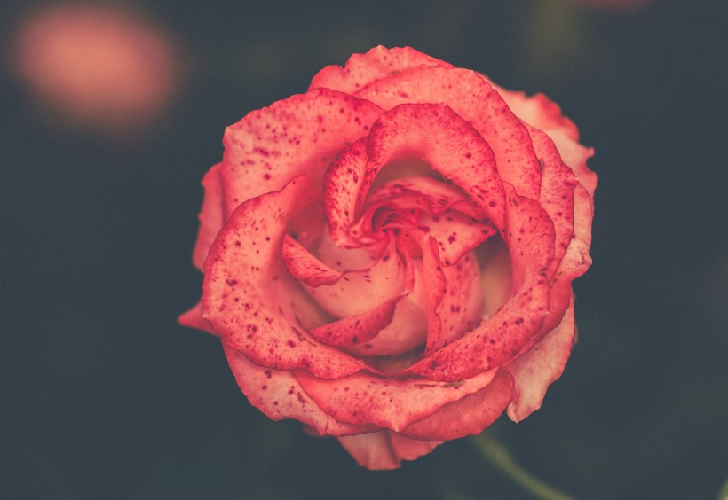 点击大图看下一张：一朵娇艳的红玫瑰图片
