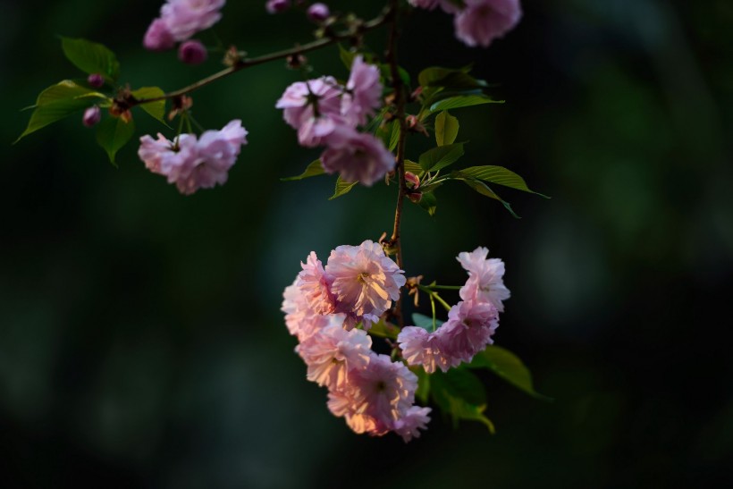 点击大图看下一张：粉色的樱花图片