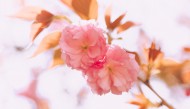 春天粉色的樱花图片_9张