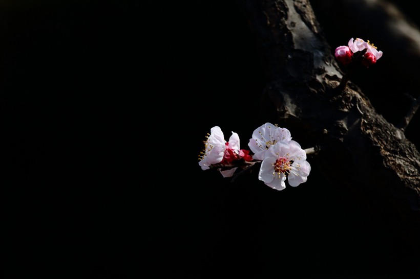 点击大图看下一张：白色和粉色樱花图片