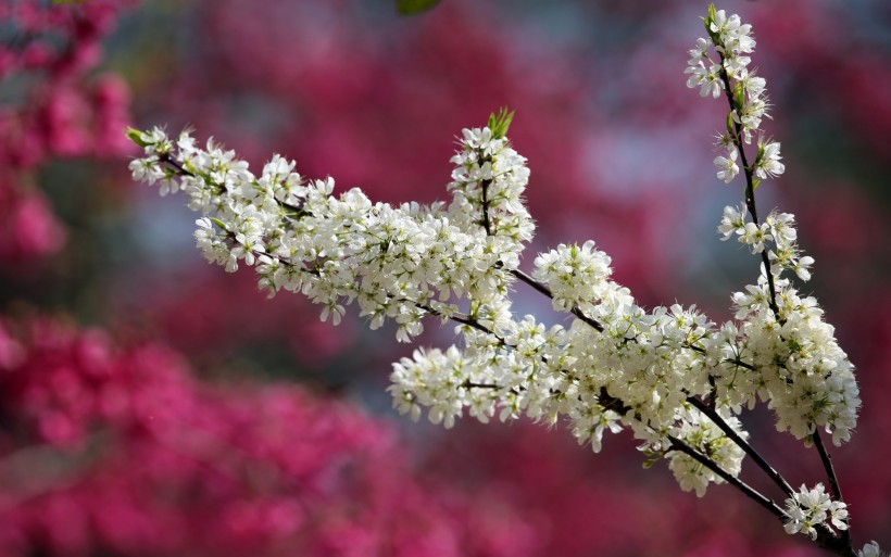 点击大图看下一张：粉色和白色的樱花图片