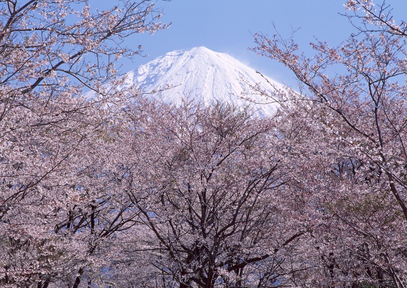 点击大图看下一张：樱花树图片