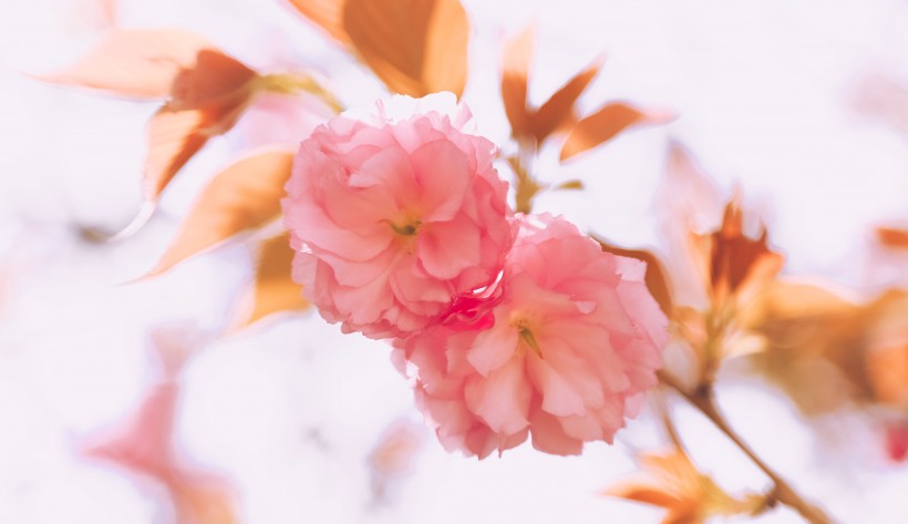 点击大图看下一张：春天粉色的樱花图片