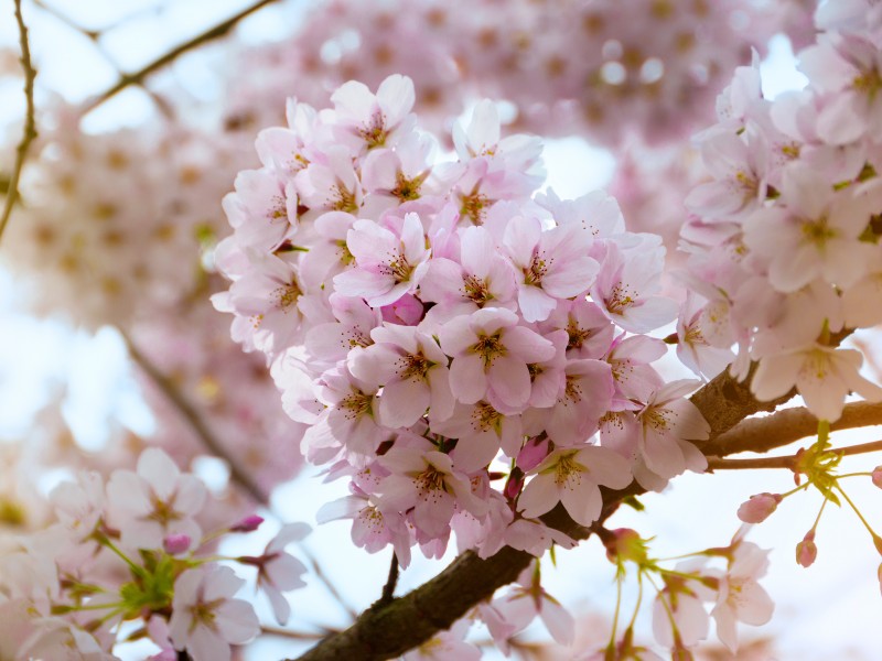 点击大图看下一张：绽放的樱花图片