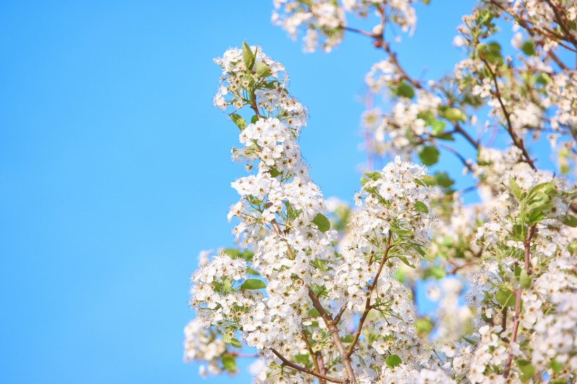 点击大图看下一张：树枝上美丽的樱花图片