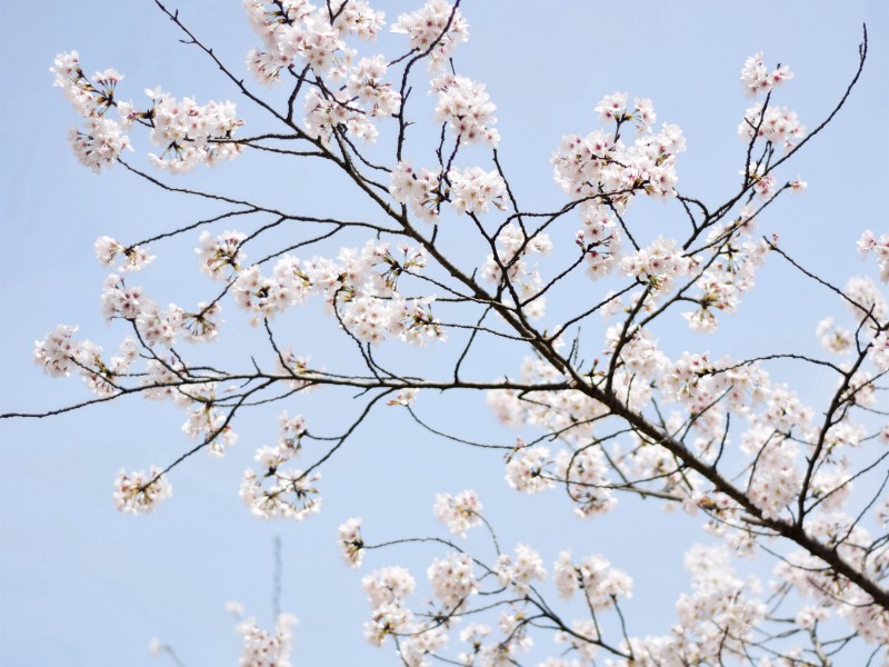 点击大图看下一张：春日樱花图片