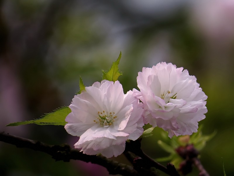 点击大图看下一张：典雅芬芳的樱花图片