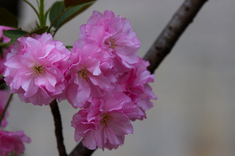 点击大图看下一张：粉色樱花图片