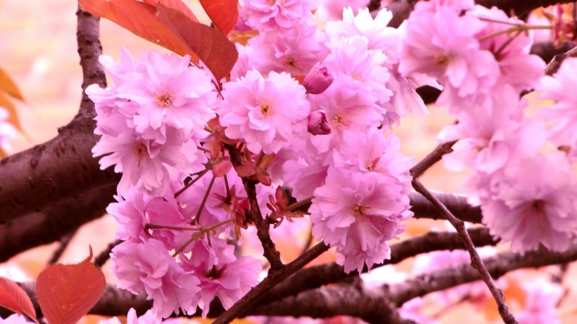点击大图看下一张：绚烂的粉色樱花图片