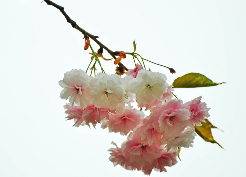 点击大图看下一张：素色樱花图片