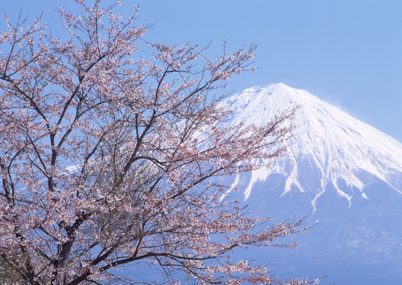 点击大图看下一张：樱花树图片