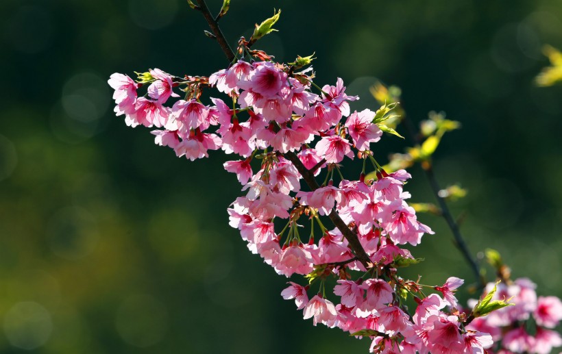 点击大图看下一张：粉色和白色的樱花图片