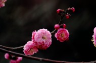 白色和粉色樱花图片_11张