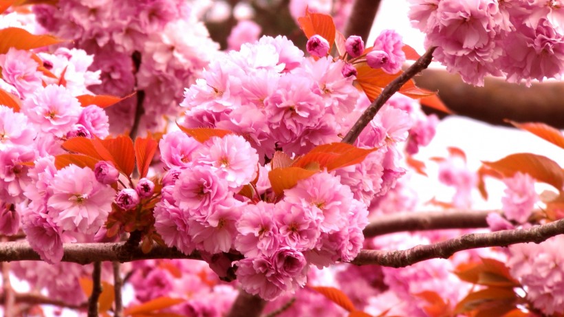 点击大图看下一张：绚烂的粉色樱花图片
