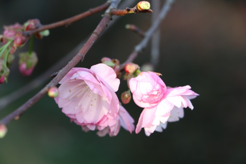 点击大图看下一张：唯美绽放的樱花图片