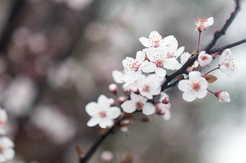 点击大图看下一张：淡粉色樱花图片