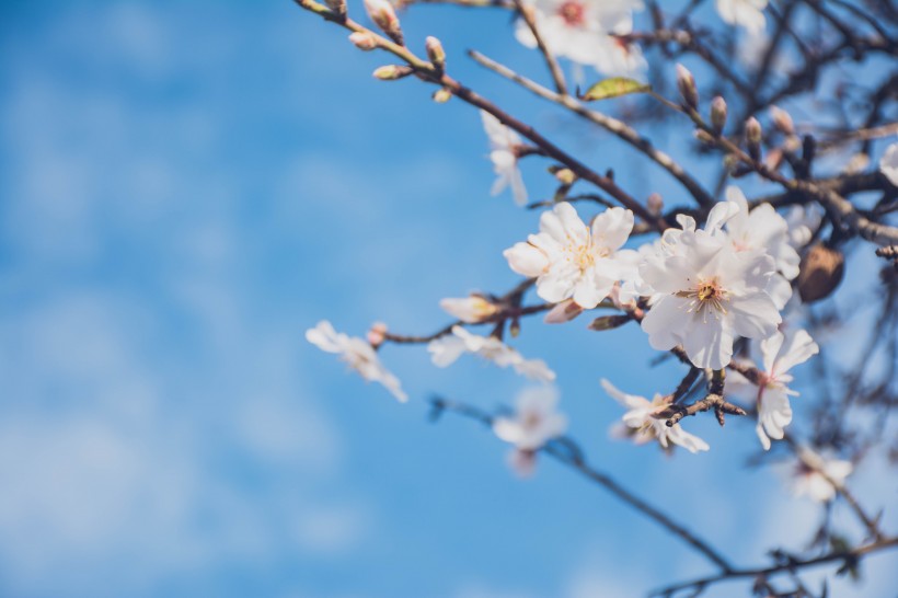 点击大图看下一张：树枝上美丽的樱花图片