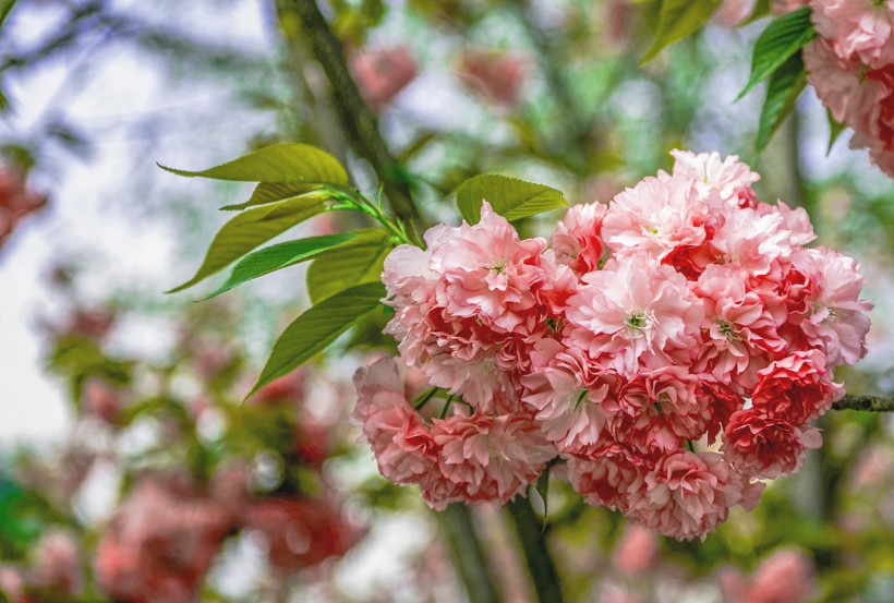 点击大图看下一张：灿烂樱花图片