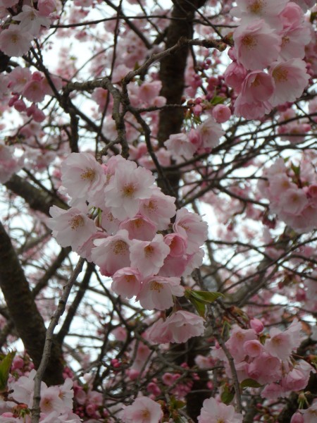 点击大图看下一张：绽放的樱花图片