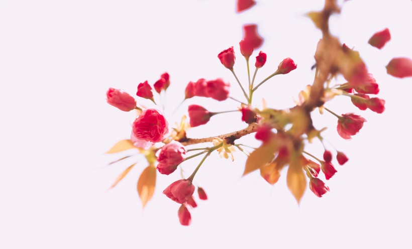 点击大图看下一张：春天粉色的樱花图片