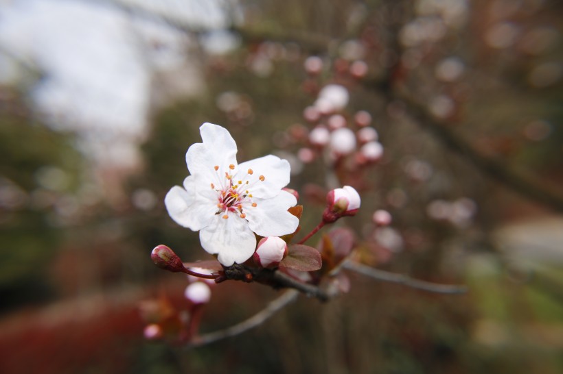 点击大图看下一张：唯美好看的白色樱花图片