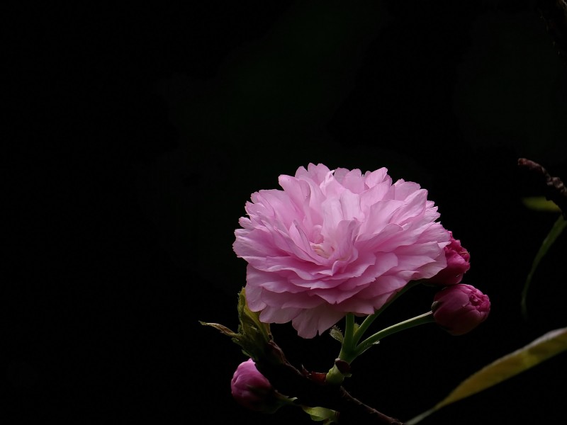 点击大图看下一张：典雅芬芳的樱花图片