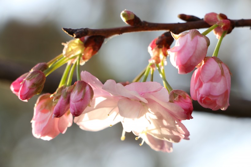 点击大图看下一张：唯美绽放的樱花图片
