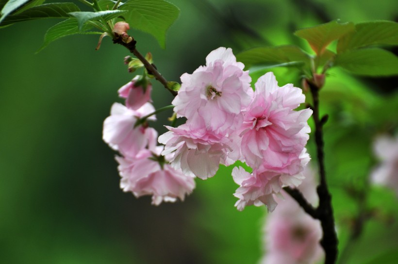 点击大图看下一张：灿烂樱花图片