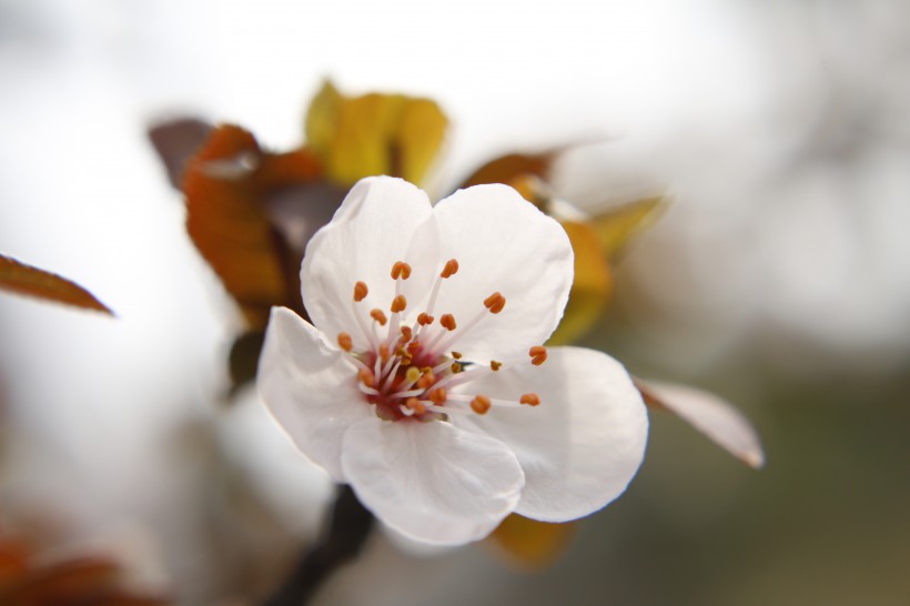 点击大图看下一张：唯美好看的白色樱花图片