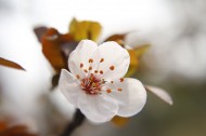 唯美好看的白色樱花图片_9张