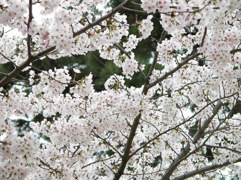 点击大图看下一张：樱花图片