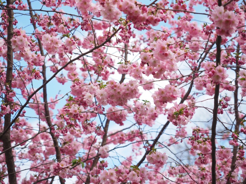 点击大图看下一张：如云似霞的樱花图片