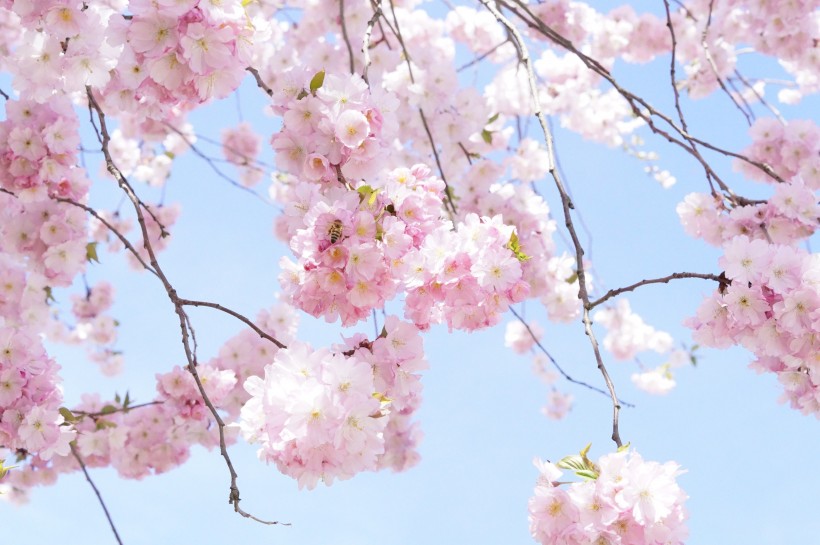 点击大图看下一张：唯美粉色樱花图片