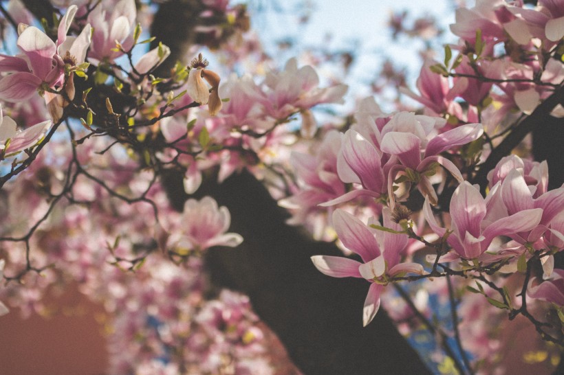 点击大图看下一张：盛开的樱花图片