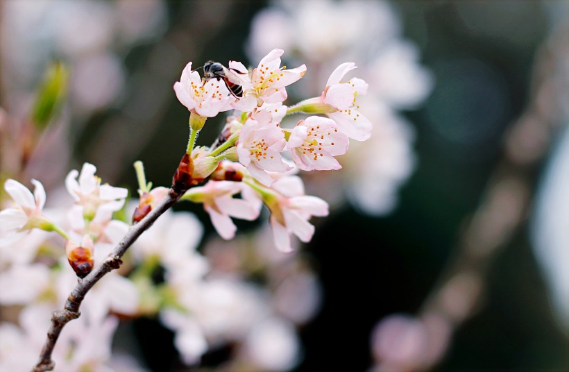 点击大图看下一张：美丽的樱花图片