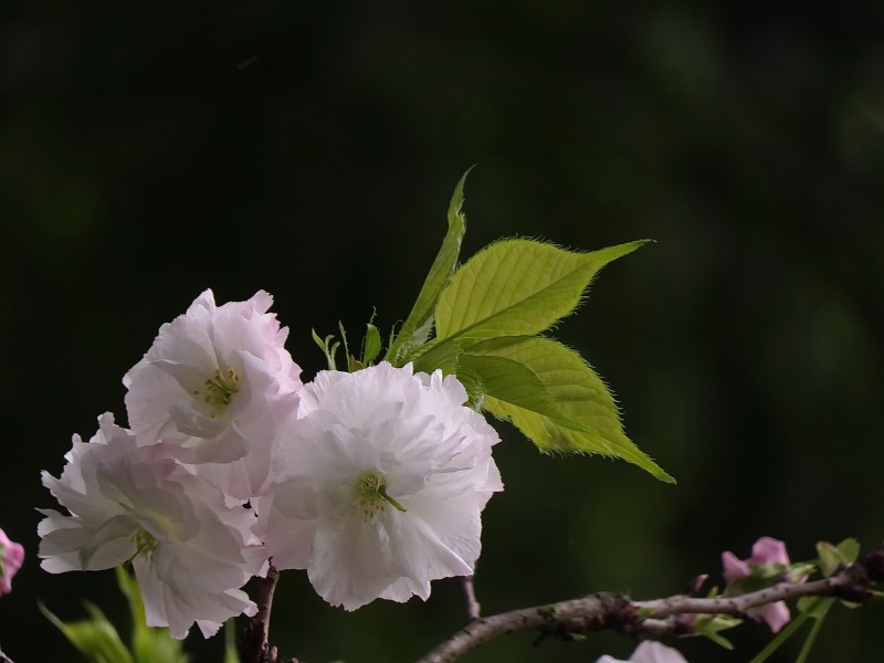 点击大图看下一张：典雅芬芳的樱花图片