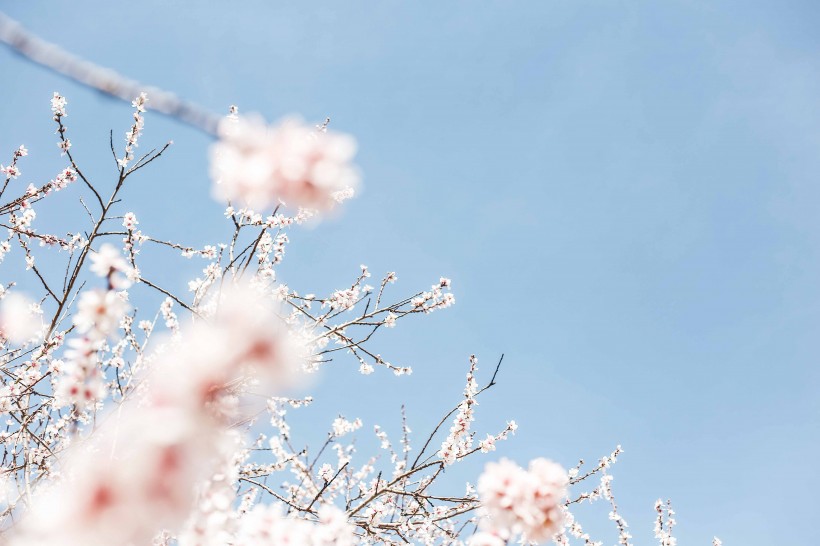 点击大图看下一张：盛开的樱花图片