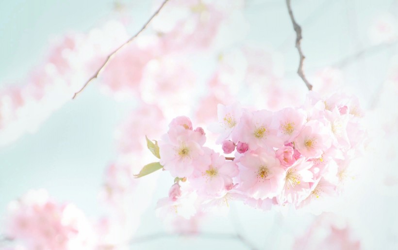 点击大图看下一张：唯美粉色樱花图片